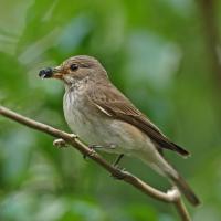 Spotted Flycatcher