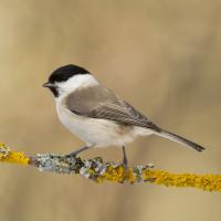 Marsh Tit