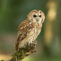 Tawny Owl