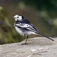 Pied Wagtail