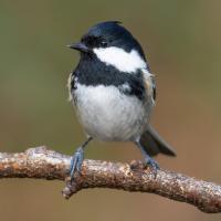 Coal Tit