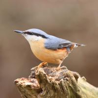 Nuthatch