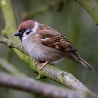 Tree Sparrow