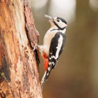 Great Spotted Woodpecker