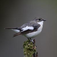 Pied Flycatcher