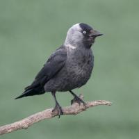 Jackdaw