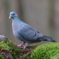 Stock Dove