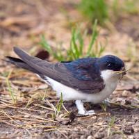 House Martin