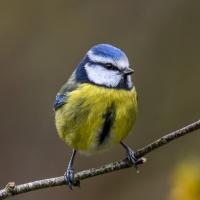 Blue Tit