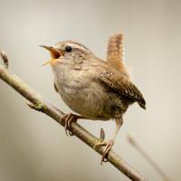 Wren