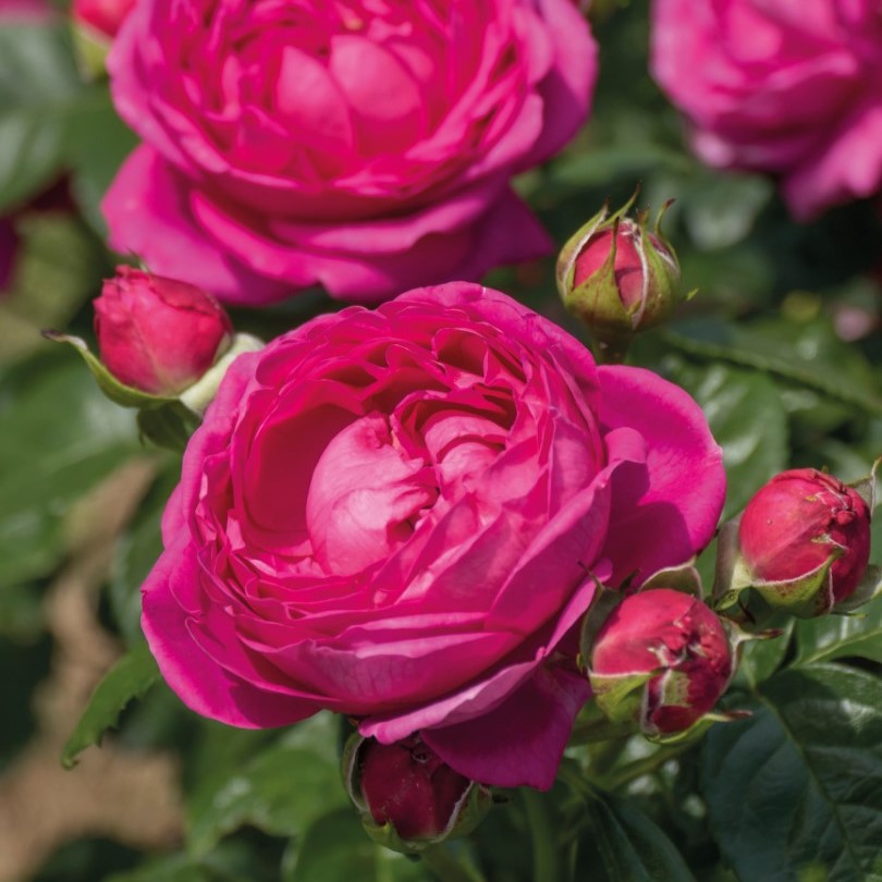 Blue Diamond to launch new roses at RHS Hampton Court | Blue Diamond